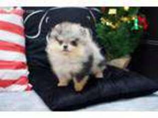 Pomeranian Puppy for sale in Sidney, OH, USA