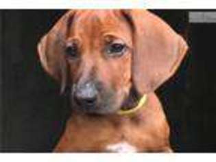 Rhodesian Ridgeback Puppy for sale in Baton Rouge, LA, USA