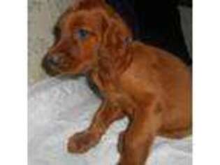 Irish Setter Puppy for sale in New York, NY, USA