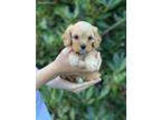 Cavapoo Puppy for sale in Battle Ground, WA, USA