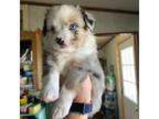 Miniature Australian Shepherd Puppy for sale in Cortez, CO, USA