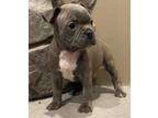 Boston Terrier Puppy for sale in Sullivan, IL, USA