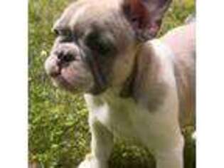 French Bulldog Puppy for sale in Fowlerville, MI, USA