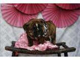 Bulldog Puppy for sale in Winslow, AR, USA