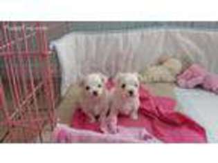 Maltese Puppy for sale in Key West, FL, USA