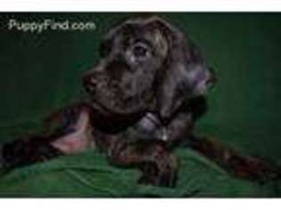 Mastiff Puppy for sale in Forney, TX, USA