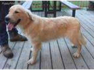 Golden Retriever Puppy for sale in Graysville, TN, USA