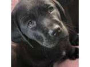 Labrador Retriever Puppy for sale in South Windsor, CT, USA