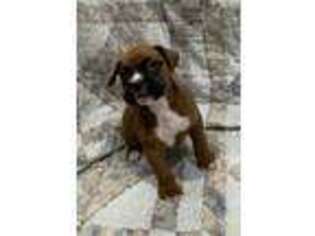 Boxer Puppy for sale in Flora, IL, USA