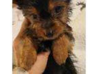 Yorkshire Terrier Puppy for sale in Manalapan, NJ, USA