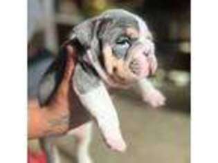 Bulldog Puppy for sale in Selma, CA, USA