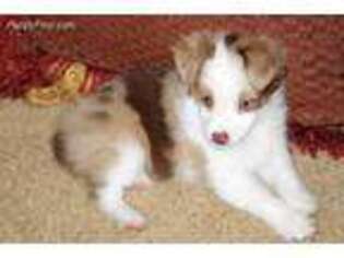 Miniature Australian Shepherd Puppy for sale in Sarasota, FL, USA