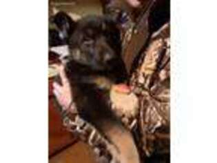 German Shepherd Dog Puppy for sale in Tabor City, NC, USA