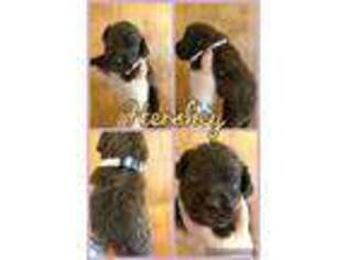 Labradoodle Puppy for sale in Yelm, WA, USA