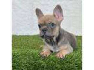 French Bulldog Puppy for sale in Dalton, OH, USA