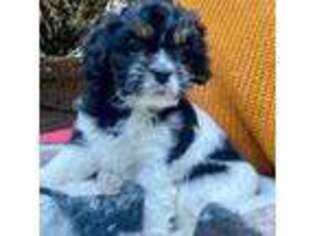 Havanese Puppy for sale in Albany, OR, USA