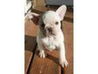 French Bulldog Puppy for sale in Middletown, IN, USA
