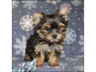 Yorkshire Terrier Puppy for sale in Rock Rapids, IA, USA