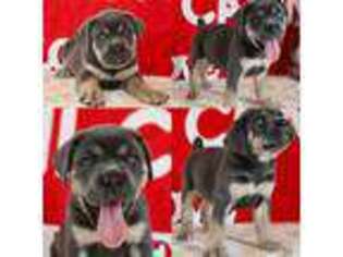 Cane Corso Puppy for sale in Loogootee, IN, USA