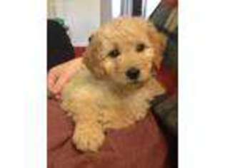 Goldendoodle Puppy for sale in Ridgely, MD, USA