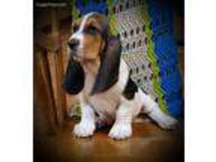 Basset Hound Puppy for sale in Bradford, OH, USA