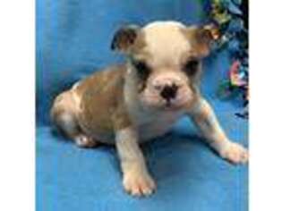 Bulldog Puppy for sale in Coldwater, MS, USA