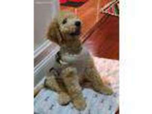 Goldendoodle Puppy for sale in Paramus, NJ, USA