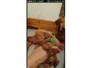 Vizsla Puppy for sale in Yuma, AZ, USA