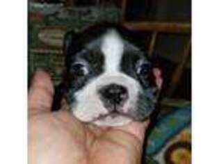 Mutt Puppy for sale in Bonanza, OR, USA