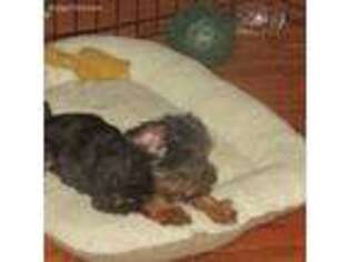 Yorkshire Terrier Puppy for sale in Leavenworth, IN, USA