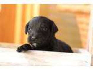 Goldendoodle Puppy for sale in Hudsonville, MI, USA