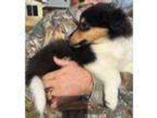 Collie Puppy for sale in Lonoke, AR, USA