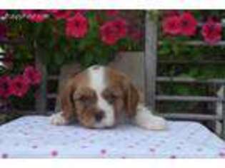 Cavalier King Charles Spaniel Puppy for sale in Peach Bottom, PA, USA