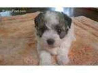 Havanese Puppy for sale in Beulaville, NC, USA