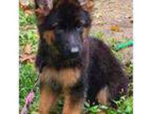 German Shepherd Dog Puppy for sale in Manchester, NH, USA