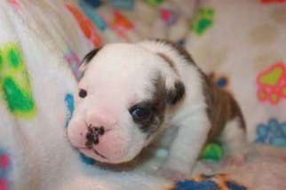 Bulldog Puppy for sale in Clinton, NC, USA
