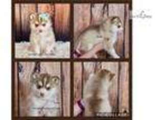 Siberian Husky Puppy for sale in Des Moines, IA, USA