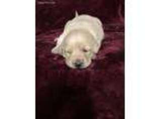 Labrador Retriever Puppy for sale in Martinsville, VA, USA