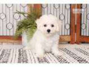 Bichon Frise Puppy for sale in Fort Myers, FL, USA