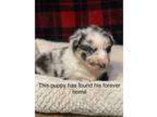 Australian Shepherd Puppy for sale in Mount Gilead, OH, USA