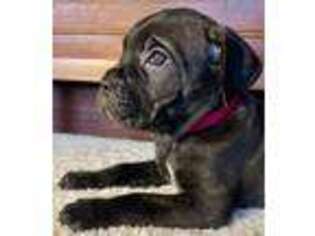Cane Corso Puppy for sale in Waurika, OK, USA
