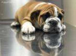 Bulldog Puppy for sale in Leesburg, OH, USA