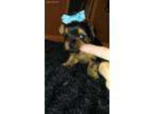 Yorkshire Terrier Puppy for sale in Willis, TX, USA