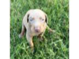 Doberman Pinscher Puppy for sale in New Iberia, LA, USA
