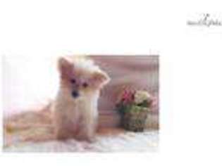 Maltipom Puppy for sale in Little Rock, AR, USA
