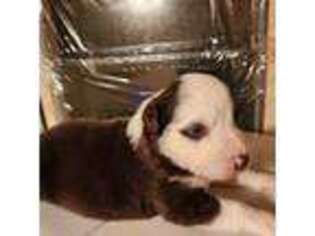 Australian Shepherd Puppy for sale in Hartford, NY, USA