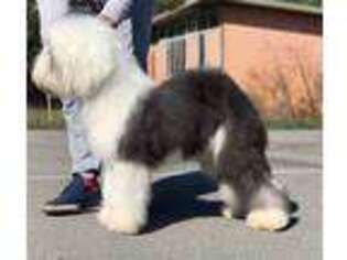 Old English Sheepdog Puppy for sale in Dallas, TX, USA