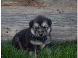 Alaskan Malamute Puppy for sale in Homedale, ID, USA