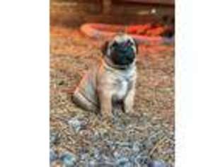 Bullmastiff Puppy for sale in Cedartown, GA, USA