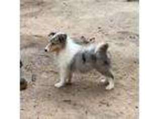 Collie Puppy for sale in Hartford, AL, USA